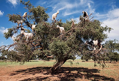 US Organic Moroccan Argan Oil, USDA Certified Organic,100% Pure & Natural, Cold Pressed Virgin, Unrefined, Origin_Morocco, Size for DIY and small manufacturers (128 oz (1 Gallon))