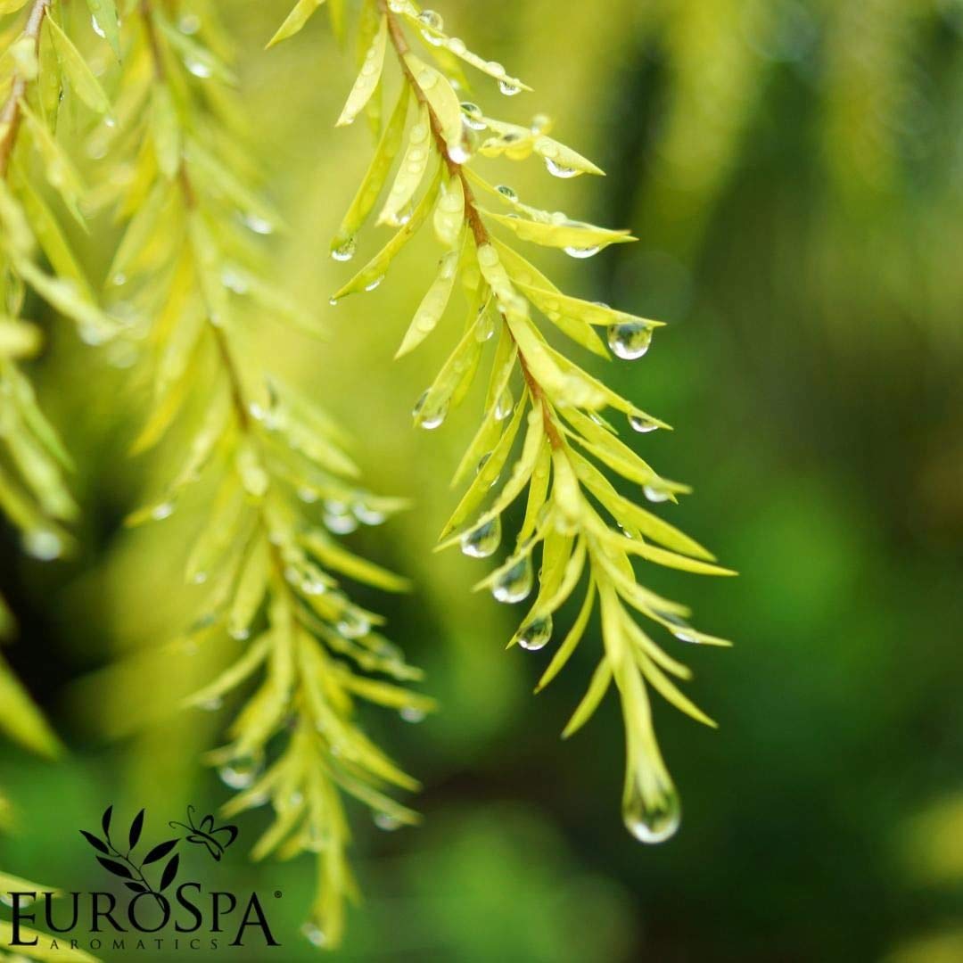 EuroSpa Aromatics Pure Eucalyptus Oil ShowerMist and Steam Room Spray, All-Natural Premium Aromatherapy Essential Oils - Tea Tree Infused, 8oz, 2 Pack