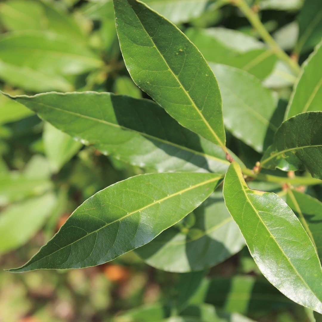 Aromatics International Bay Laurel Hydrosol 100ml | Herbal Aromatic Mist for Spaces