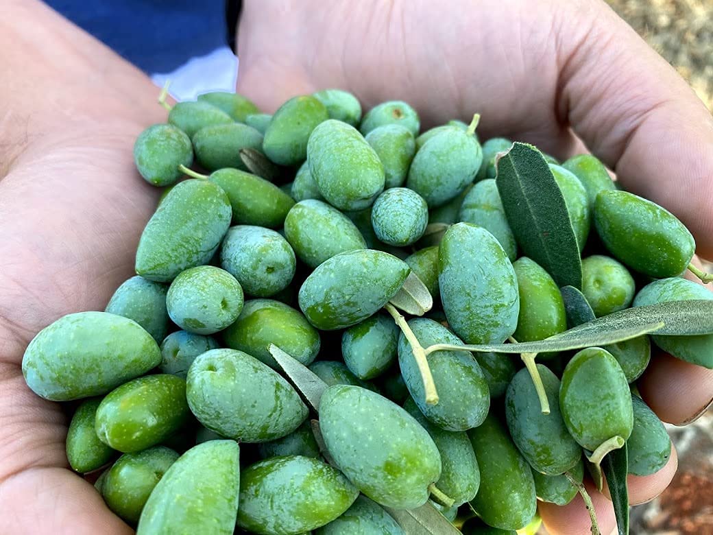 Rx High Phenolic Extra Virgin Olive Oil – Cold Pressed, Rich in Oleocanthal, Naturally High in Antioxidants, Bold Flavor – 375mL Bottle