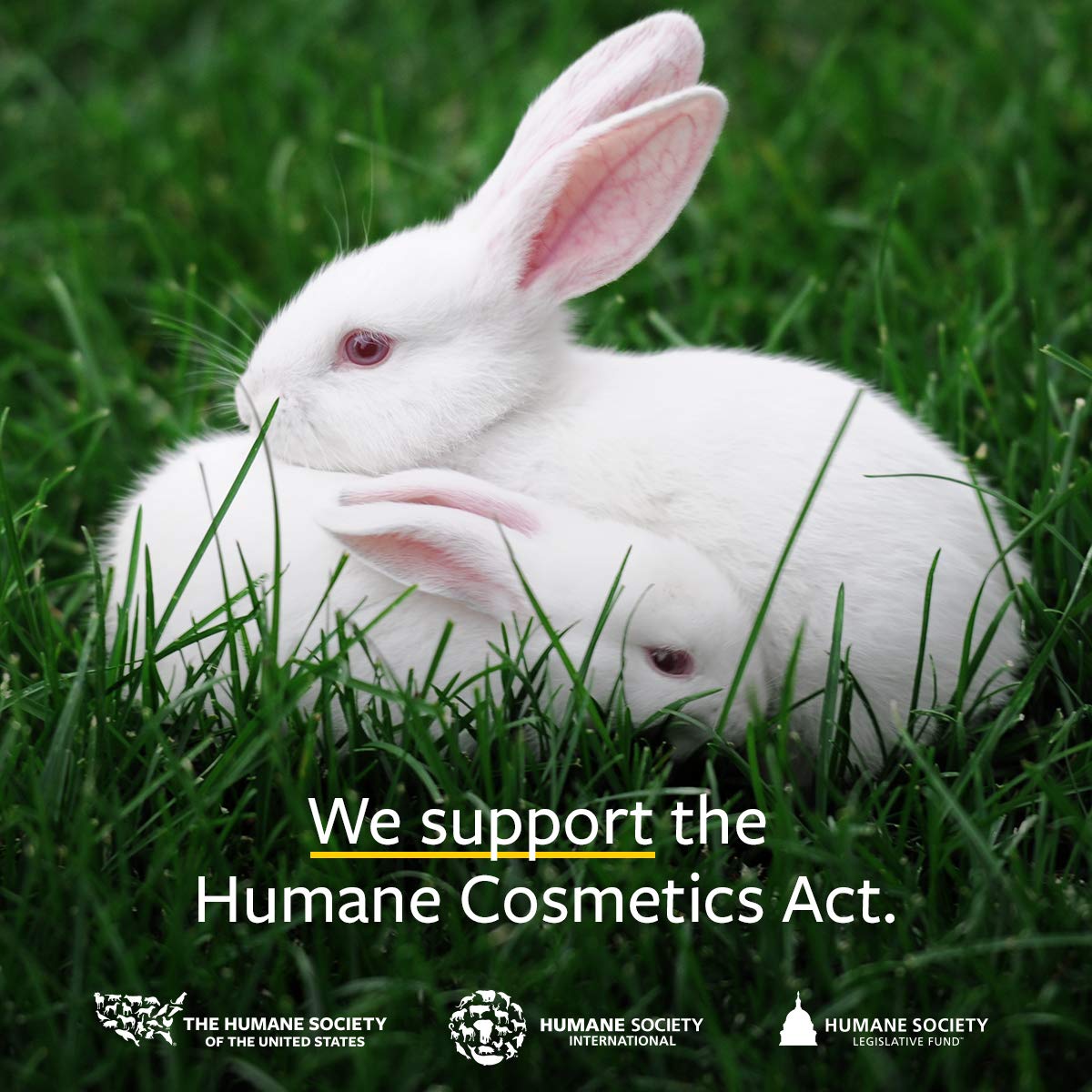 US Organic Pumpkin Seed Oil, Certified Organic, Cold Pressed Virgin, Unrefined, Size for DIY and Small Manufacturers (128 oz (1 Gallon))