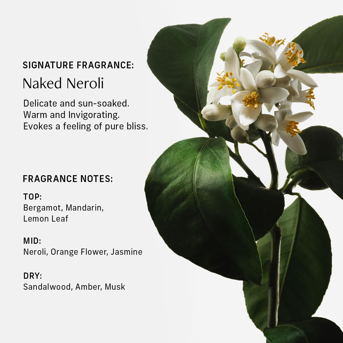 CYKLAR Nutrient Rich Body Cream. Naked Neroli Nourishing Moisturizer with Niacinamide and Banana Flower Extract. Deep Hydration, Thick Body Lotion, Dry Skin Cream for Women and Men, 8 Fl Oz