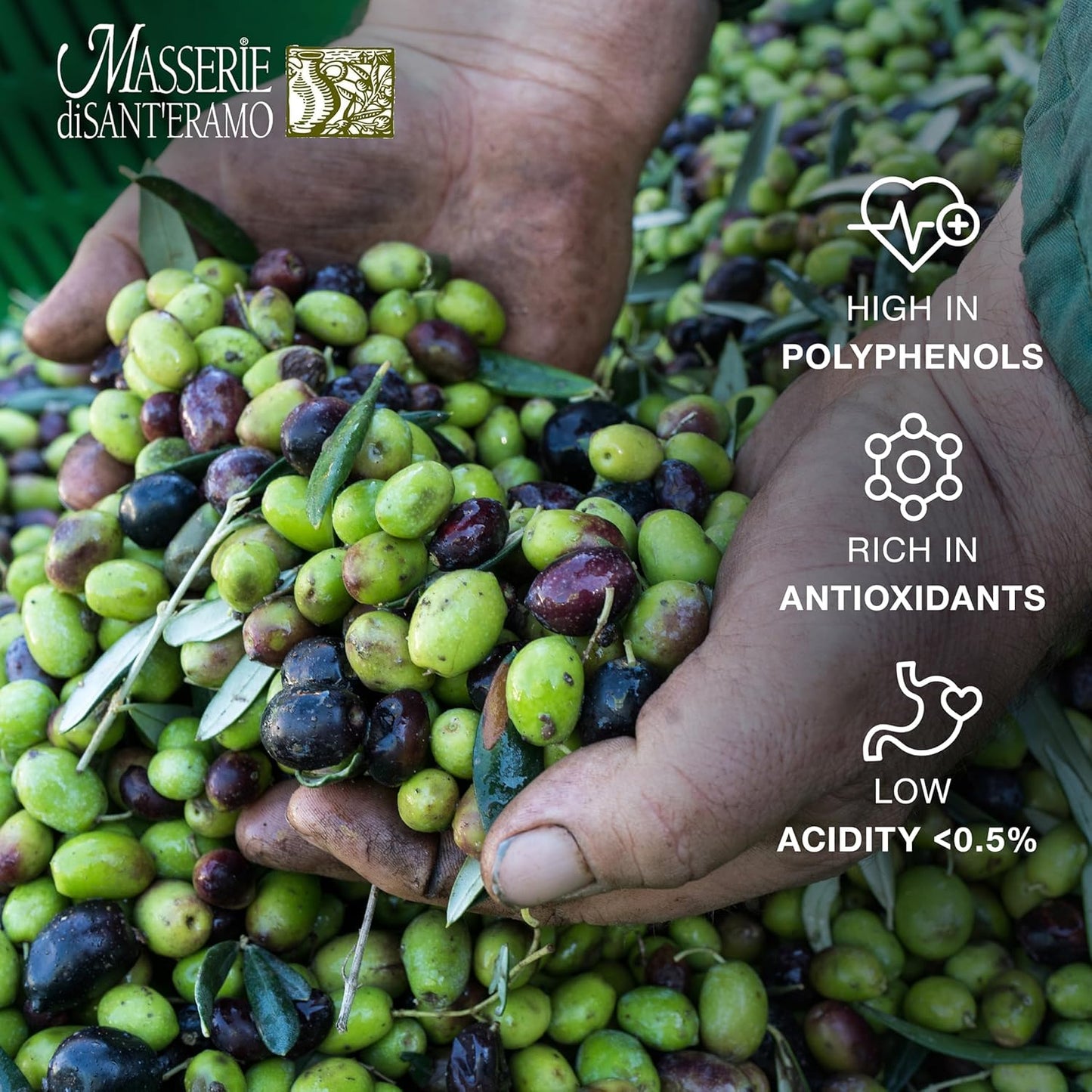 Delicate Italian Extra Virgin Olive Oil Cold Pressed - Light Olive Oil for Cooking and Frying, Imported from Italy - Masserie di Sant'Eramo - 16.9 Fl Oz (Pack 1)