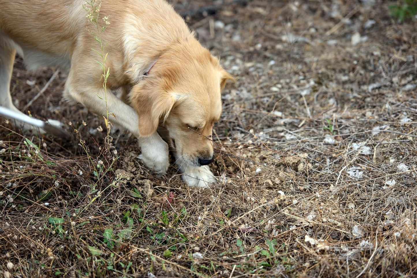 Dryas White Truffle Oil | Made from Wild Greek Truffles and Greek Extra Virgin Olive Oil | Harvested by Our Trained Dogs in the Mountain Forests of Northern Greece