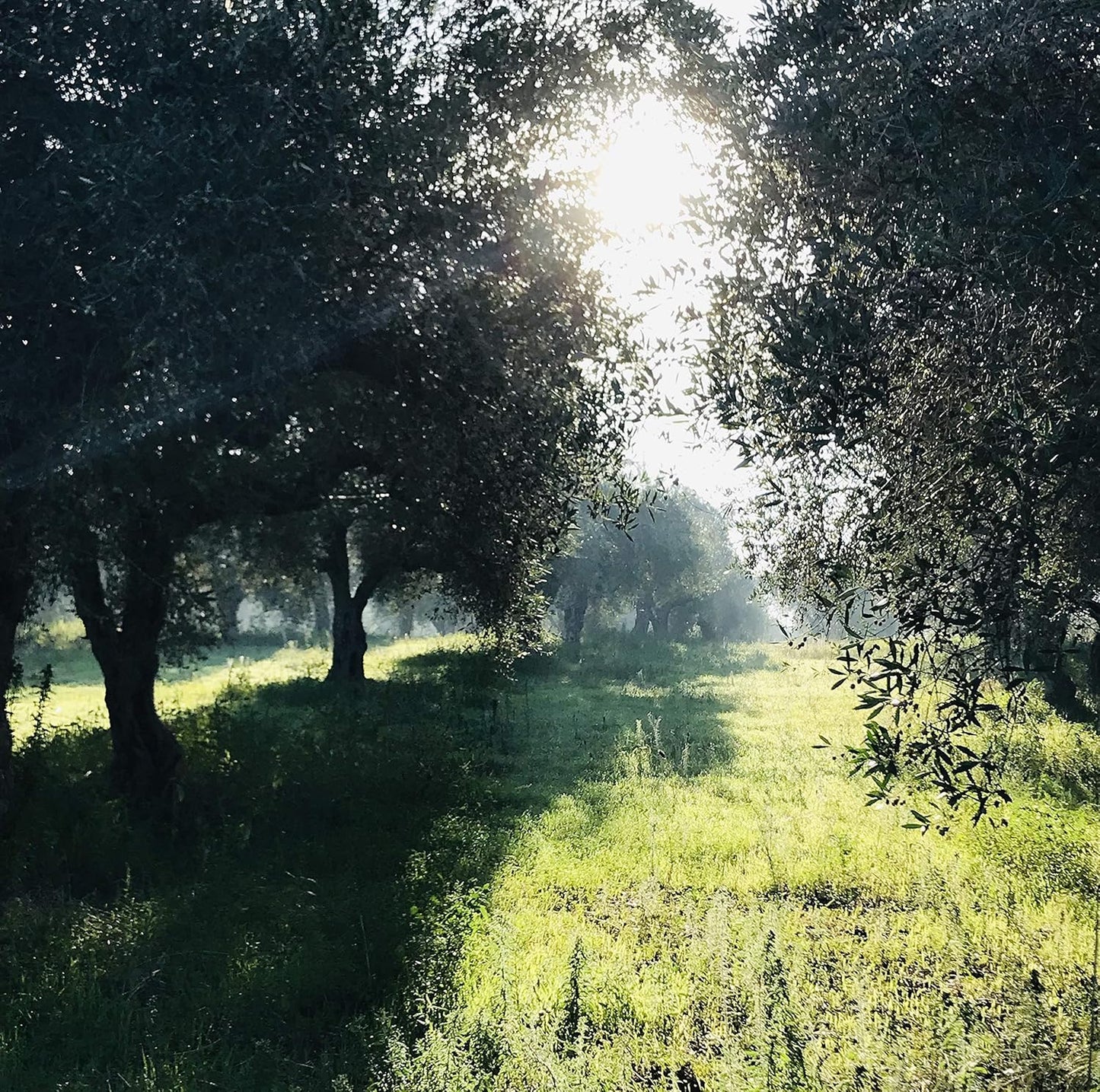 High Mountain Organic & Heirloom EVOO Combo from Little Gypsy Farms | Extra Virgin Olive Oil from a Single Estate in Greece | First Cold-Pressed | High Polyphenols & Amino Acids | Non-GMO | 500ml (2 Pack)