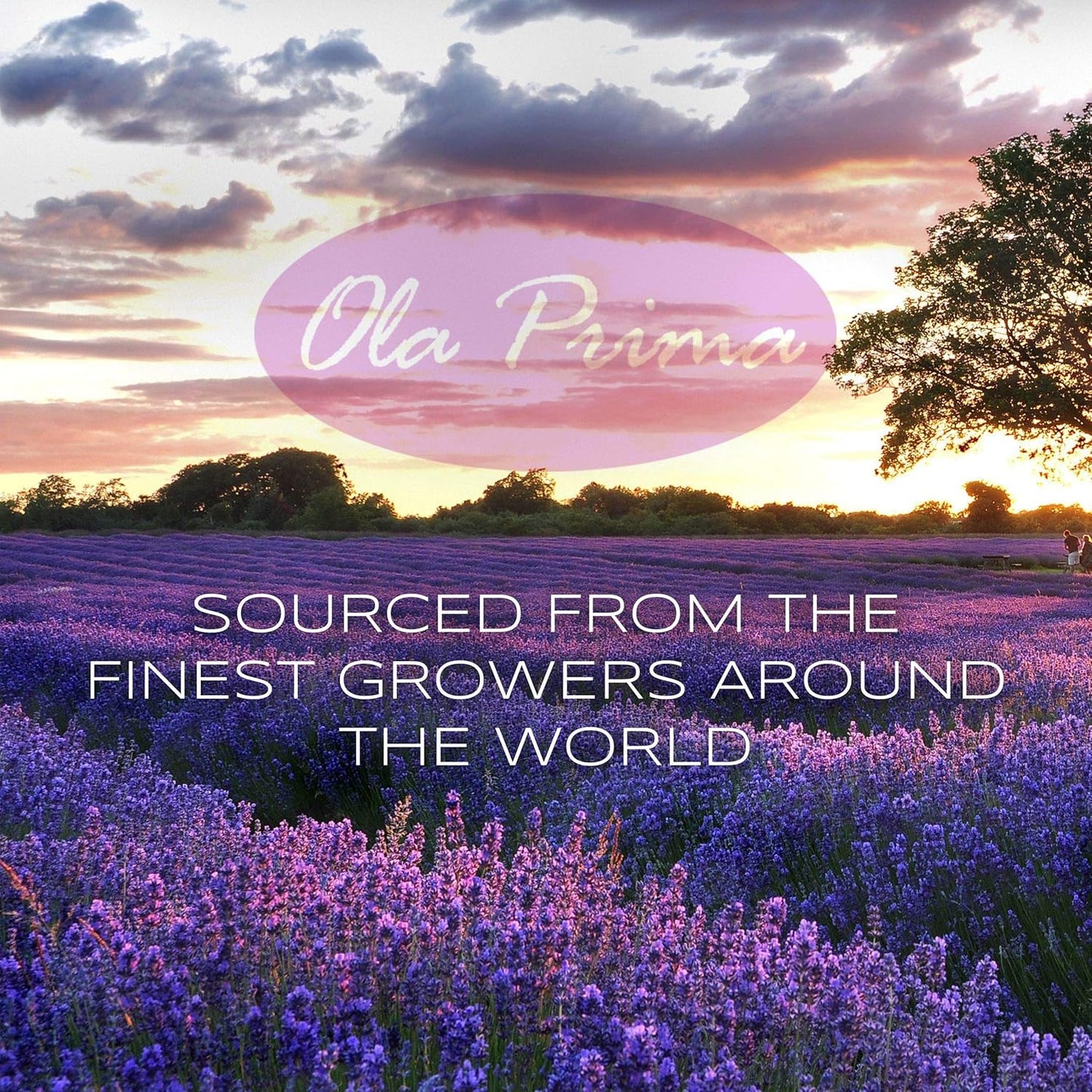 Ola Prima Therapeutic Grade Peppermint Essential Oil - 8 Fluid Ounces